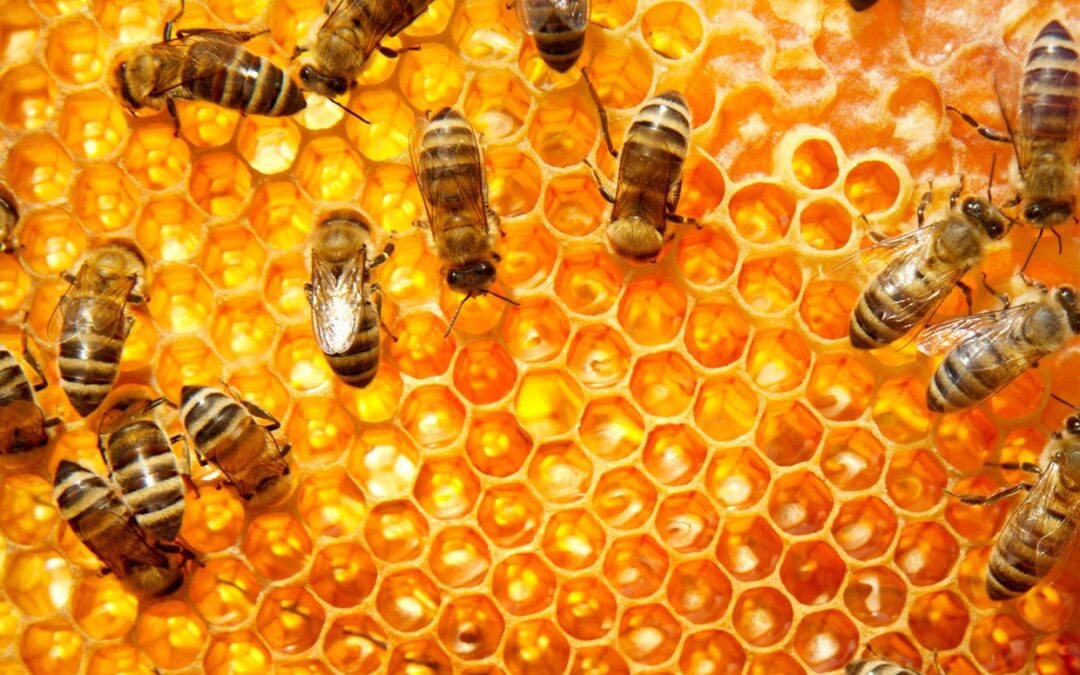 About the Bees-Honey Extraction